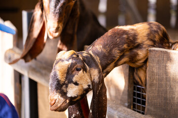 Portrait of brown Nubian goat with long ears at the farm, wildlife concept.