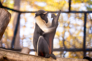 Diana monkey (Cercopithecus diana) sitting on a tree in the zoo