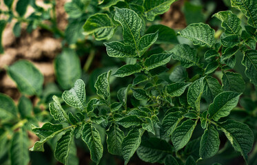 Close-up of green potato plant leaves growing in the garden under natural sunlight.