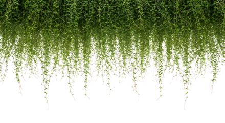 Lush green hanging vines creating a vibrant natural border, fresh foliage gracefully trailing downwards against a clean white background, perfect for organic design elements