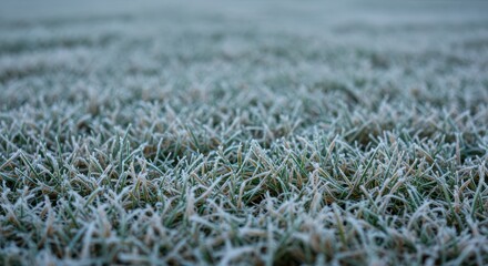 A dormant lawn covered in a light layer of white frost, indicating the arrival of the harsh winter season. The grass blades are frozen and brown, winter, decay, white