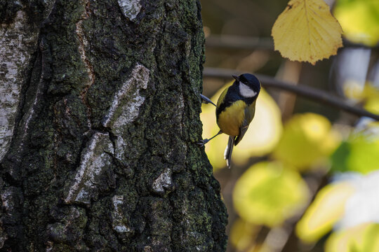 Great tit on a birch trunk outdoors in nature.
