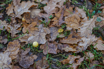 Yellow galls caused by insect infestation on a fallen oak leaf.
