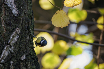 Great tit on a birch trunk outdoors in nature.
