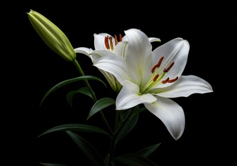 Striking contrast of pure white oriental lilies isolated against a deep, dramatic black studio background, emphasizing floral elegance and stark beauty ,floral ,dramatic ,flower