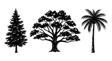 Fototapeta premium Black outline drawings of three different tree types including a coniferous tree, a deciduous tree, and a palm tree, showcasing diverse foliage patterns.
