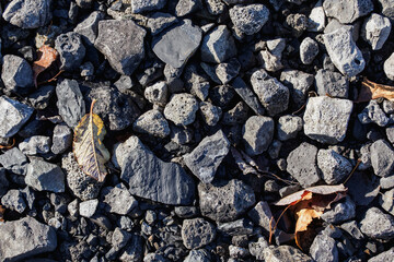 Fossilized piece of branch lying among stones.
