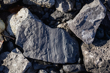 Fossilized piece of branch lying among stones.
