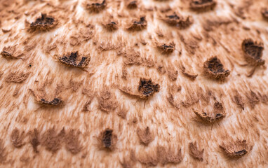 Extreme macro closeup of a shaggy parasol mushroom cap texture with brown and white scales.