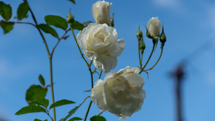 A cluster of delicate white roses & buds are captured on the vine against a bright, clear blue sky. Soft texture & light reflections, with green leaves and dark stems providing a sense of freshness.