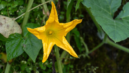 A close-up shot of a vibrant yellow, star-shaped flower (likely squash or gourd) blooming amidst lush green foliage. The center of the flower is prominent & the surrounding dark green leaves & plants.