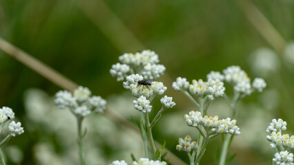 Close-up shot of a cluster of small, delicate white & pale yellow wildflowers on slender stalks, with a tiny black bee resting on a bloom. Out-of-focus mix of green foliage and bokeh in the background