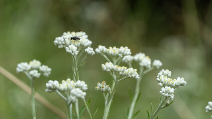 Fototapeta premium Close-up shot of a cluster of small, delicate white & pale yellow wildflowers on slender stalks, with a tiny black bee resting on a bloom. Out-of-focus mix of green foliage and bokeh in the background