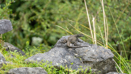 A small, brown/gray lizard is resting on a gray, textured rock. The background is a soft,...