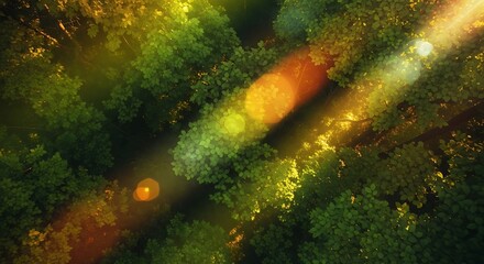 Sunlight streaming through vibrant green forest canopy, aerial view nature scene