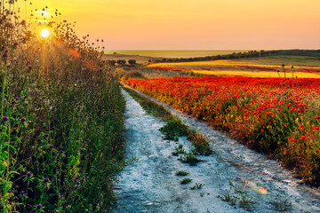 Amanece en el camino con cardos y amapolas