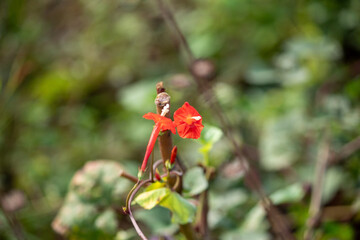 Close-up of a red Ipomoea quamoclit (Cypress Vine) flower blooming on a slender vine against a soft blurred natural background. The delicate trumpet-shaped blossom.