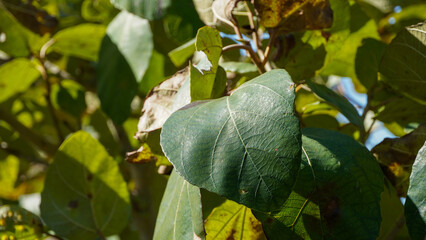 A close-up view of large, heart-shaped or round green leaves from possibly gourd plant. The leaves are rich green with some minor yellowing/browning at the edges texture &bvitality of dense foliage.
