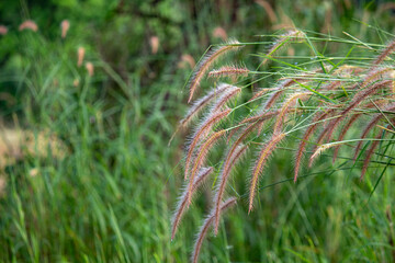 Close-up image of Desho grass (Pennisetum pedicellatum) with delicate feathery flower spikes swaying in the breeze. Captured in natural light with a soft green background.