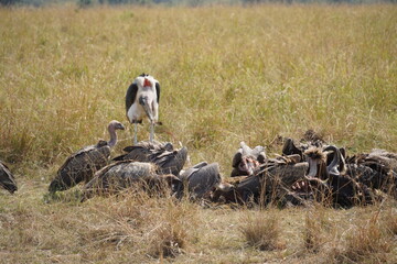 vultures feeding