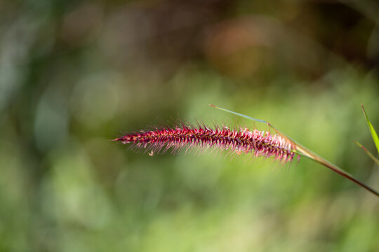 Soft focus colorful of desho grass, desho, Pennisetum, Brachiaria mutica, Para Grass, Mauritius Grass, Poaceae, flower with a blurred green background. 
