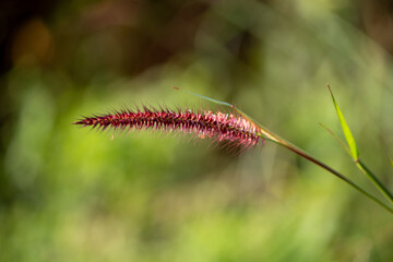 Close-up photograph of a Desho grass (Pennisetum pedicellatum) flower with soft natural light and a blurred green background. 