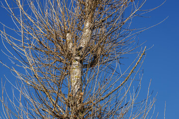Close-up of bare poplar twigs without leaves and blue sky in the background.