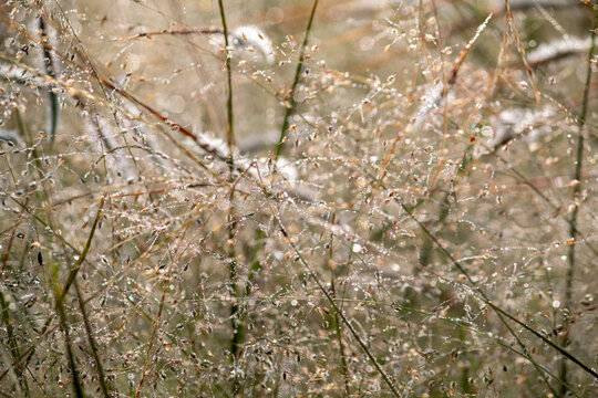Tranquil Autumn Panicum dichotomiflo Grass Stems with Dew and Bokeh Background, A close-up (macro/detail shot) of the delicate seed heads and wispy stems of Fall Panicgrass (Panicum dichotomiflorum).