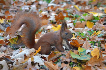 Wild redhair squirrel with white tummy standing in fallen autumn leaves with acorn in her mouse. Nature ,fauna,portrait of wild squirrel, wildlife protection.