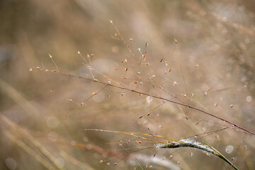 Tranquil Autumn Panicum dichotomiflo Grass Stems with Dew and Bokeh Background, A close-up (macro/detail shot) of the delicate seed heads and wispy stems of Fall Panicgrass (Panicum dichotomiflorum).
