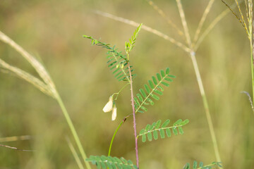 Close-up of a Sesbania cannabina wild plant with delicate green compound leaves and pale yellow flowers growing in a grassy field. The soft natural background enhances the beauty.