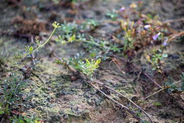 Close-up of Matricaria discoidea (pineapple weed) growing in dry, rocky soil. The hardy green plant with its small, delicate leaves shows resilience in a natural environment, 