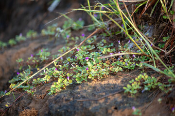 Close-up of Grona triflora (formerly Desmodium triflorum), a creeping herb with small trifoliate leaves and tiny purple flowers growing on rocky ground. This hardy wild plant.