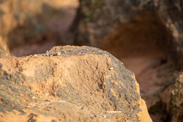 Close-up view of a textured rocky surface in warm natural light, highlighting the details of soil, stones, and erosion patterns. 