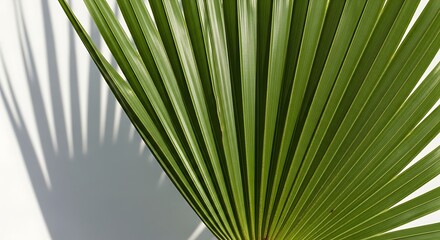 Green palm leaf casting shadow on white background