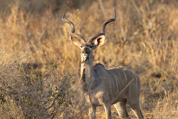 beautiful portrait of a kudu bull