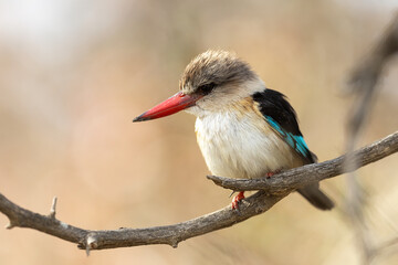 portrait of a brownhooded kingfisher