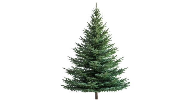 Green pine tree isolated on a transparent background - Powered by Adobe