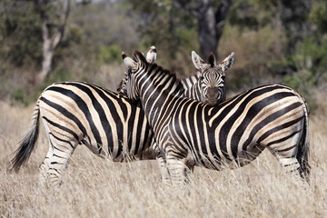 two zebras resting  in the wild