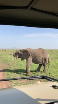 Large African elephant walking on green grass in the savanna during a game drive. Majestic wild animal in its natural habitat in Africa