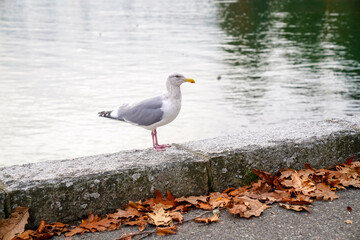 A seagull stands on a weathered stone border above softly lit water, accented by autumn leaves scattered along the walkway.