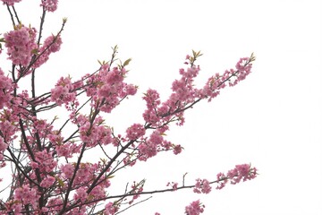 Beautiful pink cherry blossom tree branches against a bright white sky day