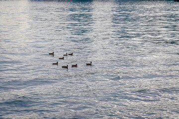 A small group of ducks glides across rippling water, creating soft movement and reflections in a calm, open scene.