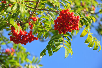 The wonderful colors of late summer. A close-up of intensely red rowan berries against a clear blue...