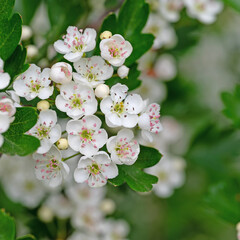 Blühender Weißdorn, Crataegus, im Frühling