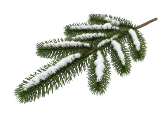 A snowy pine branch, a symbol of winter and christmas, perfect for holiday decorations and seasonal designs isolated on a transparent background	