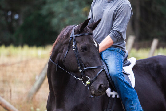 horse mouth wearing D-ring snaffle bit and black Beta Biothane bridle with flash noseband