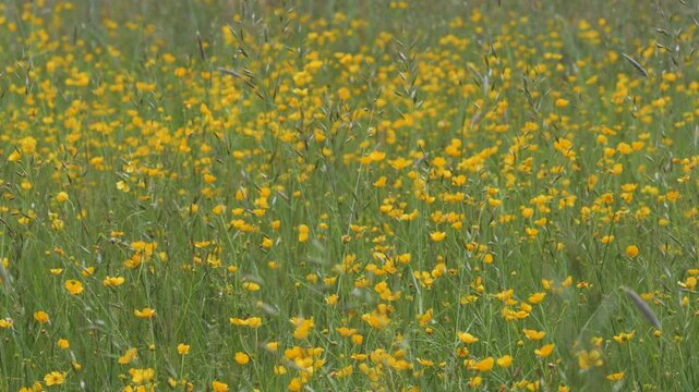 Wildflower Meadow with Yellow Buttercups and Tall Grass Gently Swaying in a Spring Breeze, Sunny Weather and Natural Light, Vibrant Scenic Nature Landscape, Peaceful Seasonal Field in Daylight