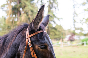 Fototapeta premium mule ears closeup wearing a simple tan bitless bridle made from durable beta biothane