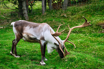 Adult reindeer with large horns eating in Iceland © pom0391